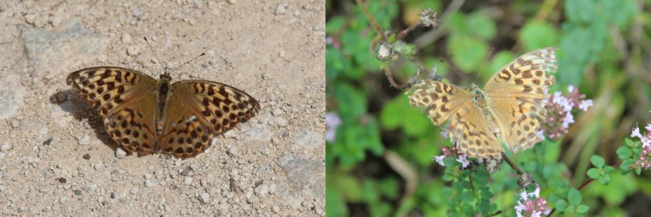 Oranjebruine vlinder, en ook een gehavend exemplaar